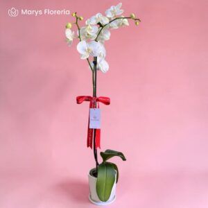 ORQUIDEA BLANCA 01 VARA RAMIFICADA