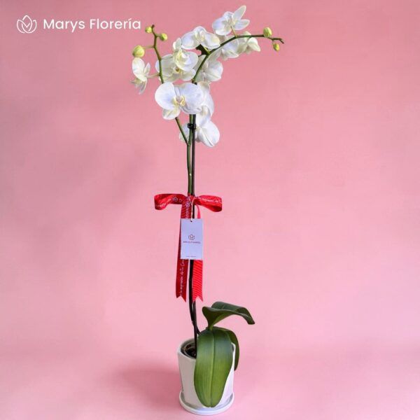 ORQUIDEA BLANCA 01 VARA RAMIFICADA