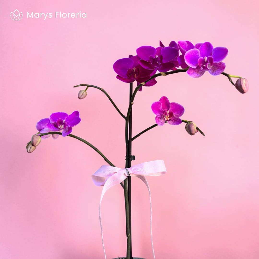 ORQUIDEA FUCSIA 01 VARA RAMIFICADA - Imagen 2