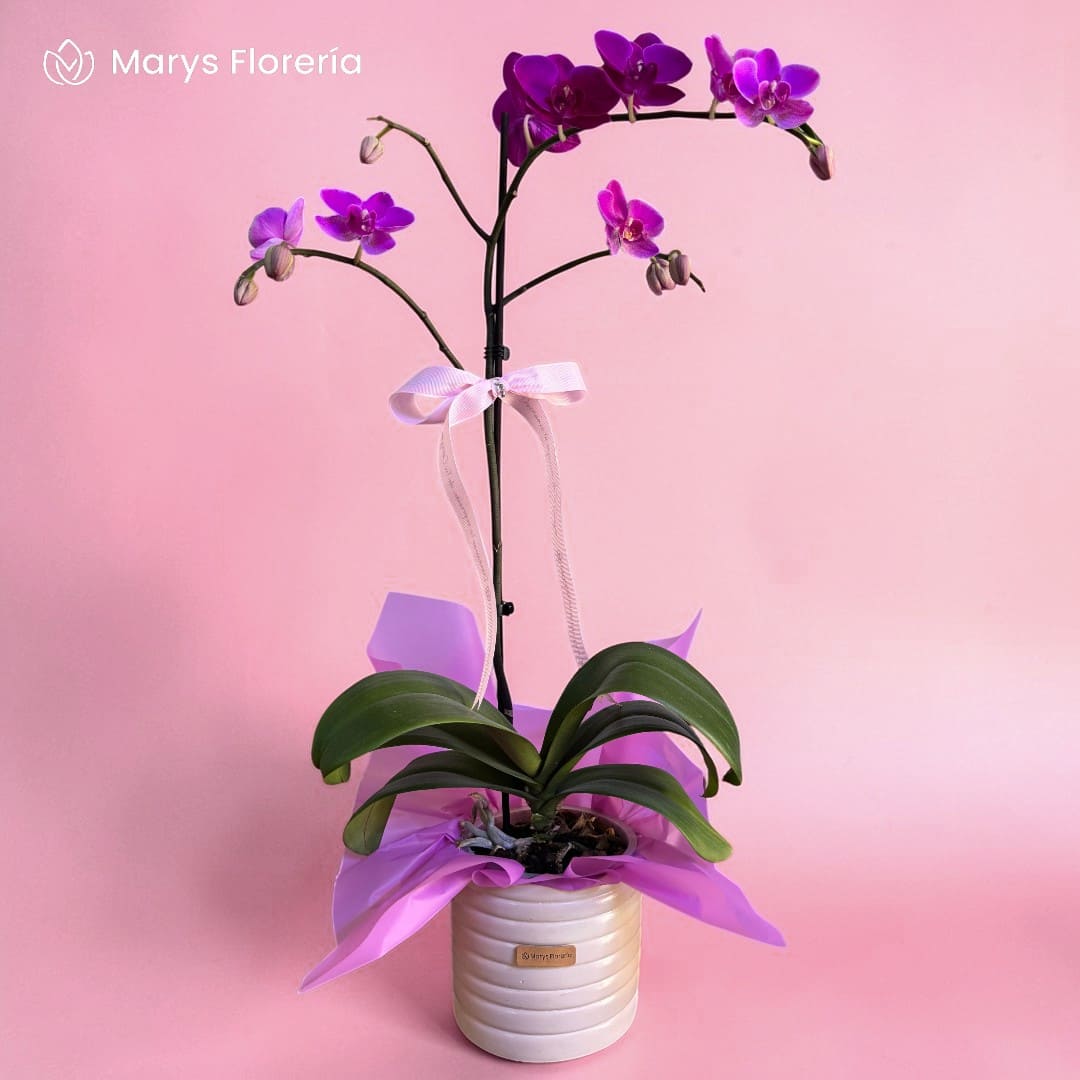 ORQUIDEA FUCSIA 01 VARA RAMIFICADA