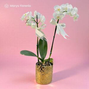 ORQUIDEA BLANCA DOBLE VARA