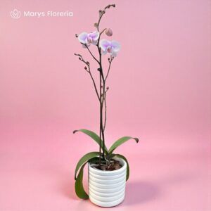 ORQUIDEA RAMIFICADA  LILA