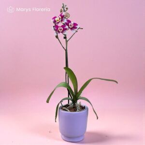 ORQUIDEA  RAMIFICADA  CHISPEADA