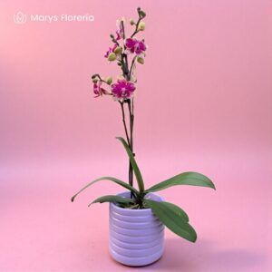 ORQUIDEA RAMIFICADA CHISPEADA