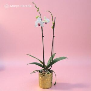ORQUIDEA DOBLE VARA BLANCA MAGENTA
