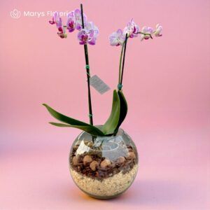 ORQUIDEA DOBLE VARA CHISPAS