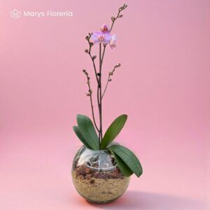 ORQUIDEA CHISPAS 01 VARA RAMIFICADA