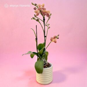 ORQUIDEA COBRE DOBLE VARA